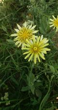 Tragopogon  buphthalmoides 